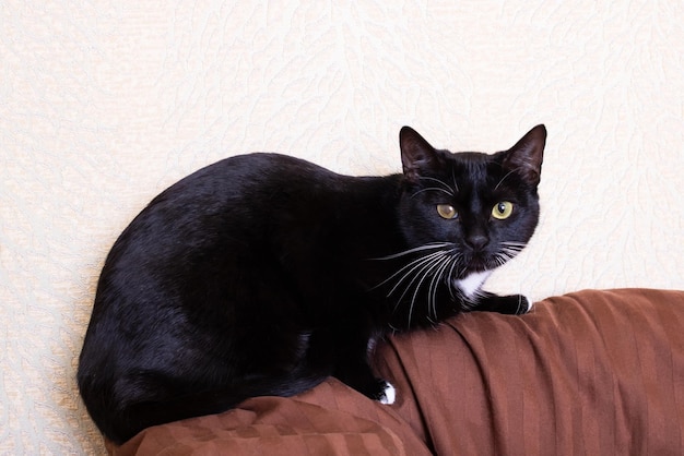 Black kitten with a sore eye on the bed