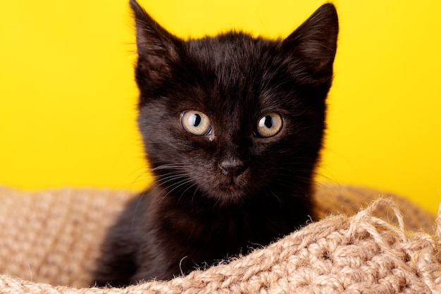 Black kitten over yellow background, portrait of halloween cat