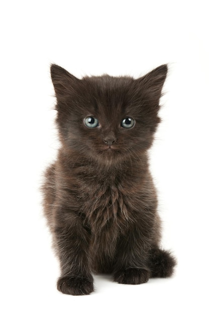 Black kitten