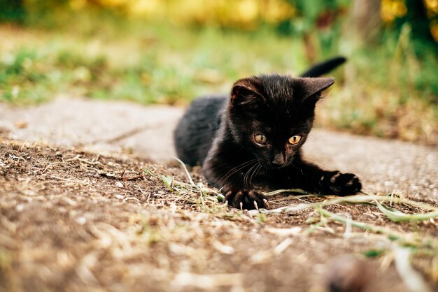 Black kitten