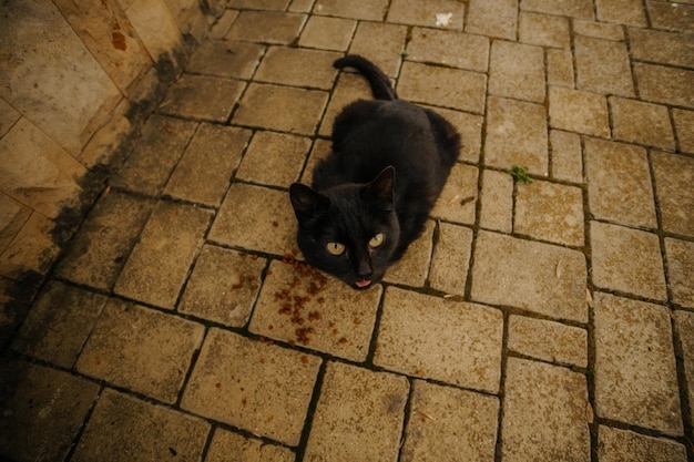 black kitty homeless cat sticking out its tongue