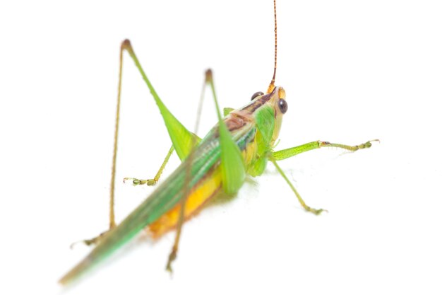 The black-kneed conehead  isolated on white