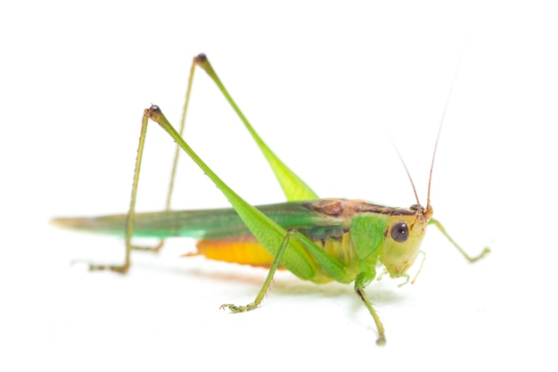 The black-kneed conehead  isolated on white