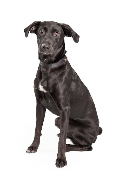 Black Labrador Cross Sitting