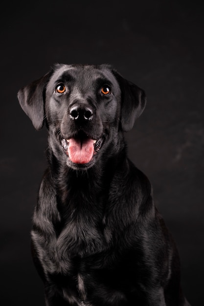 Photo black labrador dog with orange eyes with tongue sticking out,