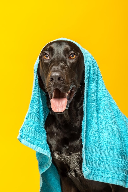 Black labrador dog with a towel on his head