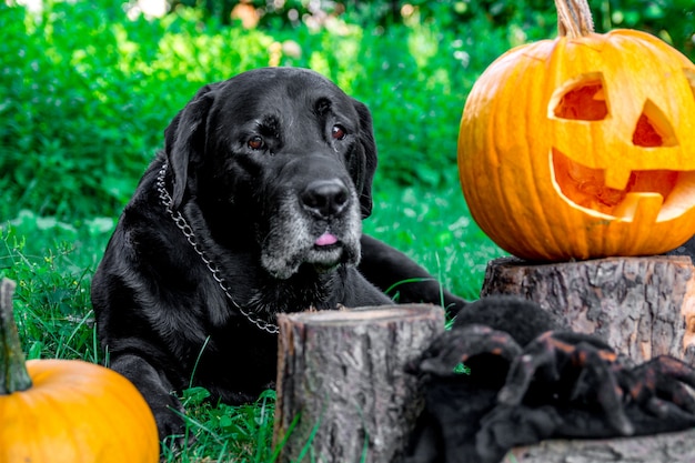 Black labrador near Jack-o-Lantern outdoors. Halloween. Dog with pumpkins.