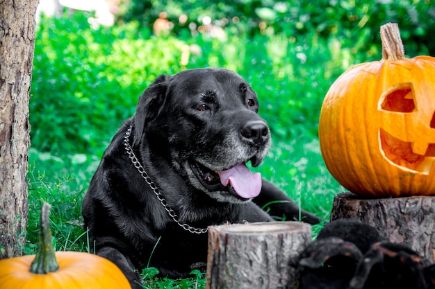 Black labrador near Jack-o-Lantern outdoors. Halloween. Dog with pumpkins.