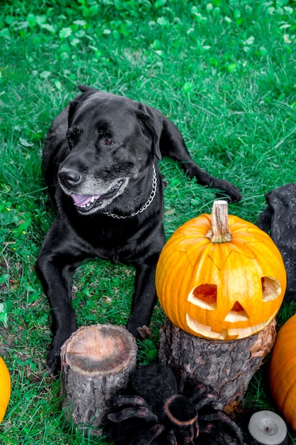 Black labrador near Jack-o-Lantern outdoors. Halloween. Dog with pumpkins.