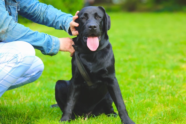 소유자와 잔디에 블랙 래브라도 강아지입니다. 공원에 앉아 있는 행복한 개