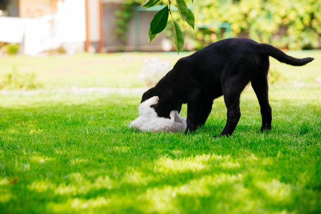 Black labrador puppy play with gray kitten on the green grass