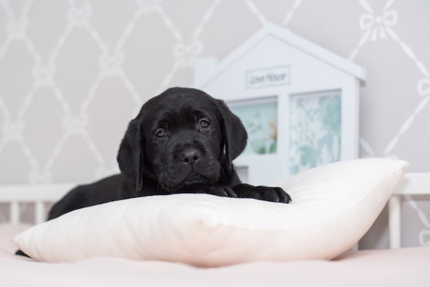 Black Labrador puppy playing on the bed.