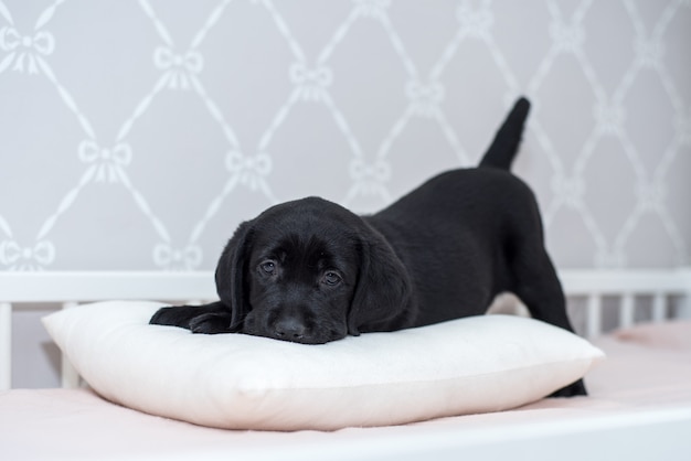 Black Labrador puppy playing on the bed.