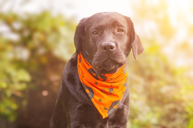 Black labrador retriever dog with an orange Halloween bandana Portrait of a young dog