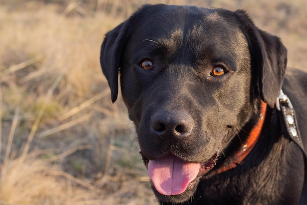 Black Labrador Retriever looks at the camera