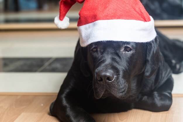 Black labrador retriever at Santa hat lying on the floor facing the camera.