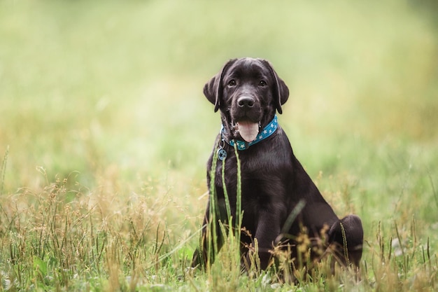 黒のラブラドールレトリバー犬の子犬