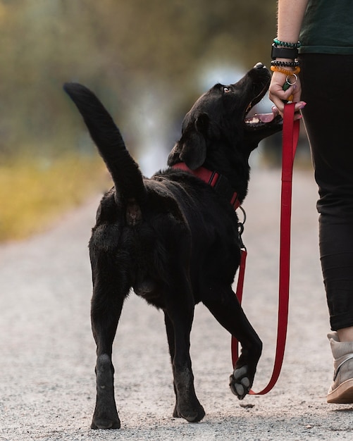 Black labrador staat naast haar. rode halsband en riem op de zwarte hond.