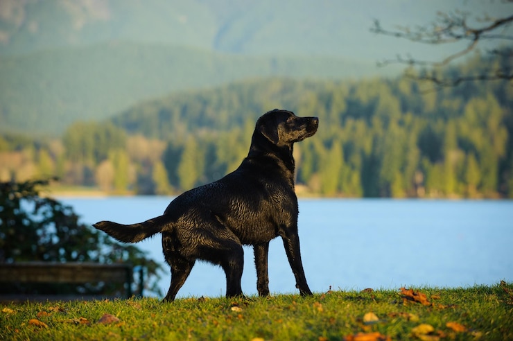 Photo 黒いラブラドール犬が川のそばに立って山を眺めている