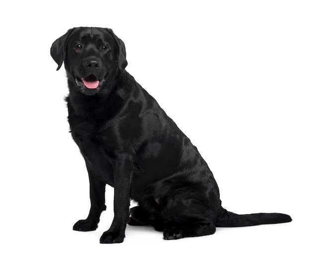 Black labrador