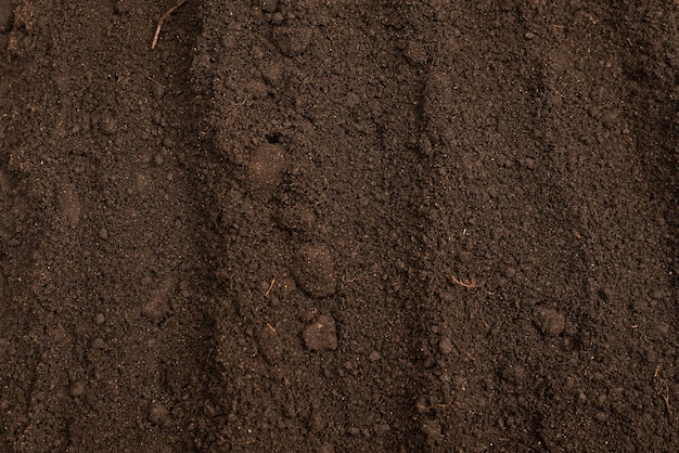 Terra nera per lo sfondo della pianta vista dall'alto