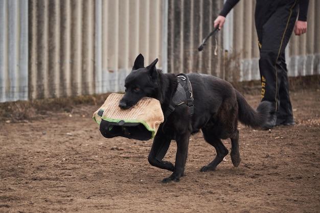 Black large male German shepherd of working breeding runs with sleeve in his mouth