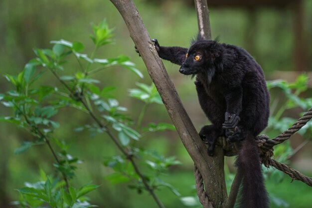 Black lemur