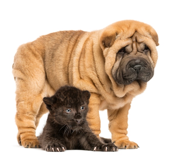 Cucciolo di leopardo nero sdraiato sotto un cucciolo di shar pei in piedi, isolato su bianco