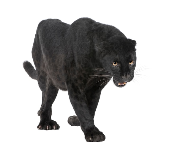 Leopardo nero su un bianco isolato