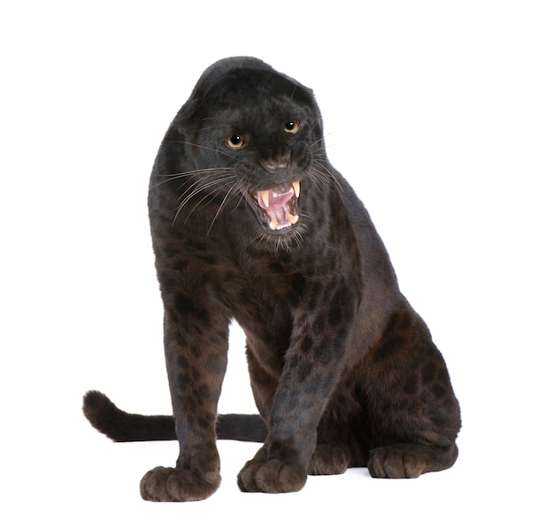 Black Leopard on a white isolated