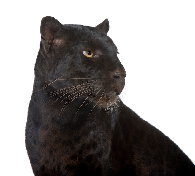 Leopardo nero su un bianco isolato