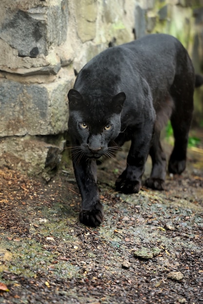 Black leopard