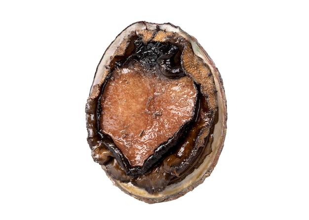 Black lip abalone on white background