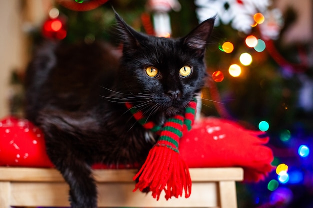 Foto coon nero maine del gatto piccolo con la sciarpa rossa e verde vicino all'albero di natale