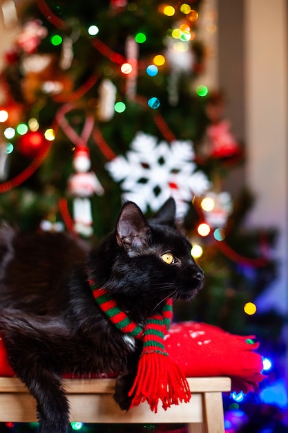 Black little cat Maine coon with red and green scarf near Christmas tree