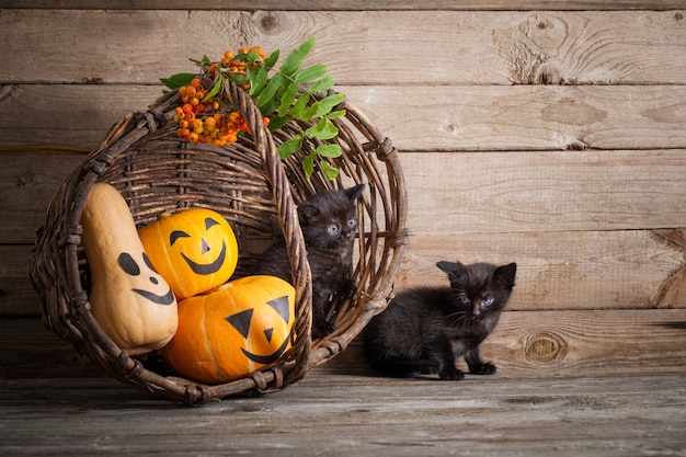 Black little cat with halloween pumpkins