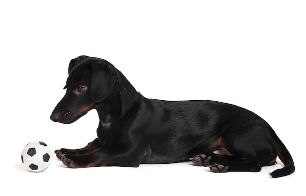 黒いダックシュンドの小さな犬とボールが白に隔離されています