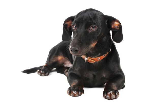 Photo black little dachshund dog isolated on white