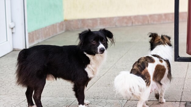 黒の小さなふわふわ犬のクローズアップの肖像画