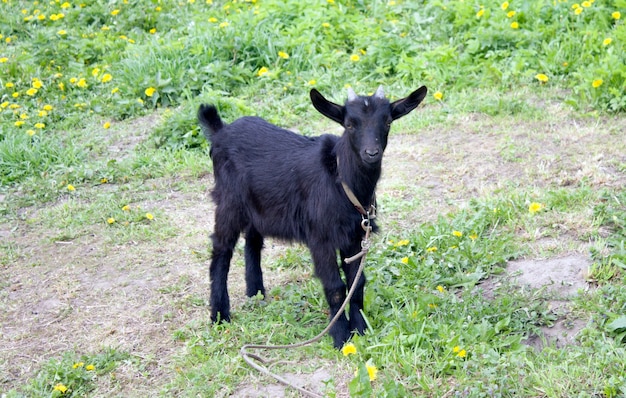 Black little goat in the grass