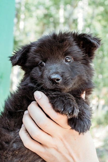 Piccolo cucciolo nero nelle mani della ragazza.