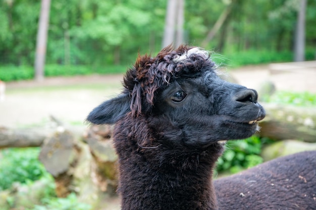Black llama muzzle natural background outdoors