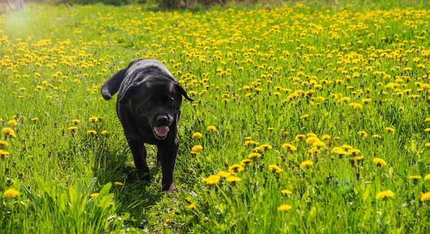 A black lobrador runs across a dandelion field on a bright sunny day outside