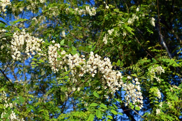 黒いバッタの花ロビニア シュード アカシア