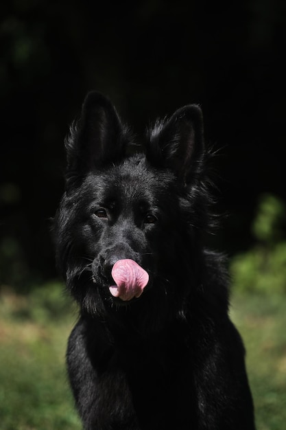 Black long haired German Shepherd portrait close up and tongue sticking out