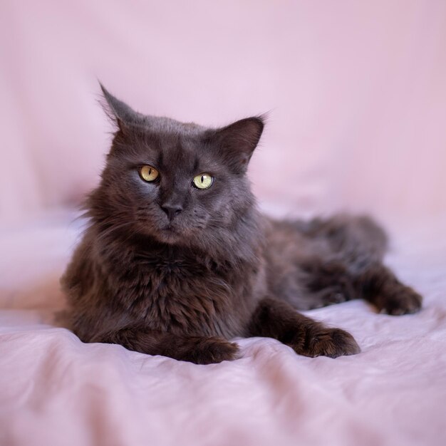 Black Maine Coon on a pastel background