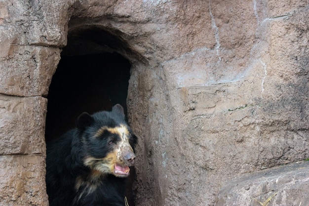 A black Malayan sun bear or Honey bear on rock cliff ground.