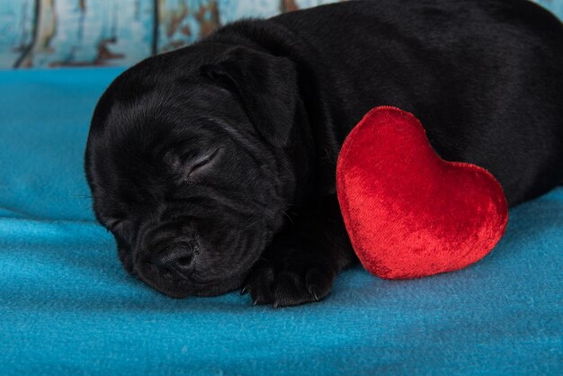 Black male American Staffordshire Bull Terrier dog or AmStaff puppy with red heart on blue