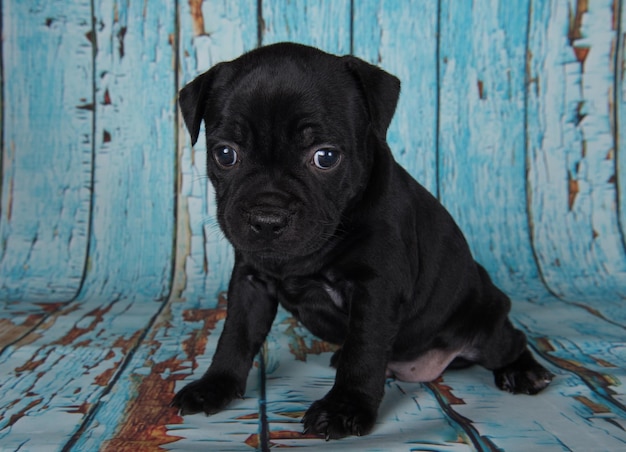 Black male American Staffordshire Terrier dog or AmStaff puppy on blue background