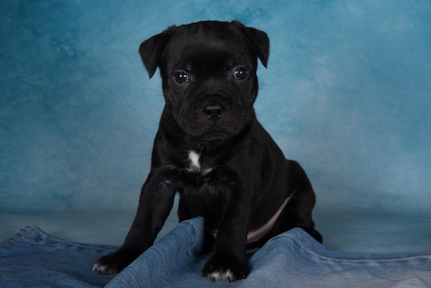 Black male american staffordshire terrier dog or amstaff puppy on blue background